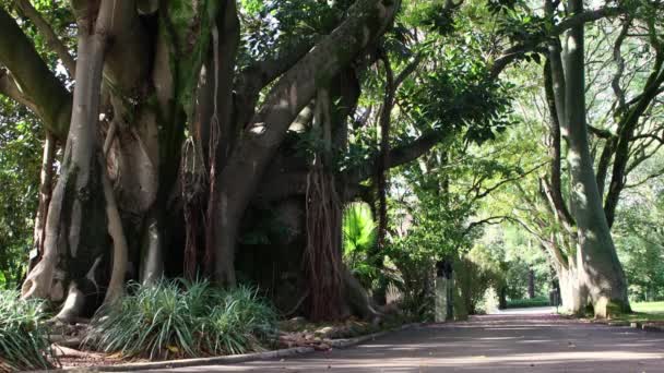 花园里有一棵大树根的大树 — 图库视频影像