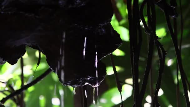 Water Flows Rocks Green Botanical Forest Mid Shot — Vídeo de Stock