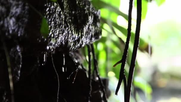 Вода Тече Скелях Зеленому Сонячному Ботанічному Лісі Середній Постріл — стокове відео