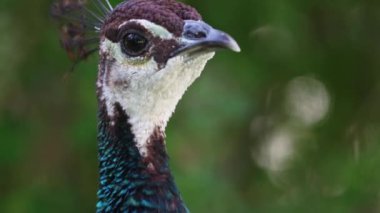 Cute peacock looking around in the reserve. Mid shot