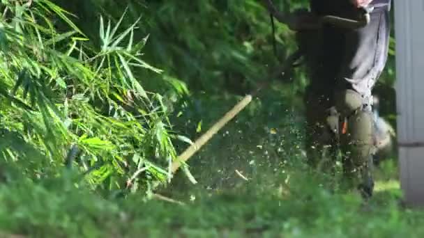 芝生を植物園でトリミング芝刈り機 ミッドショット — ストック動画