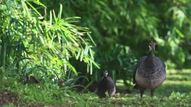 Cute Peacocks Walk Reserve Sunny Day Mid Shot — Wideo stockowe