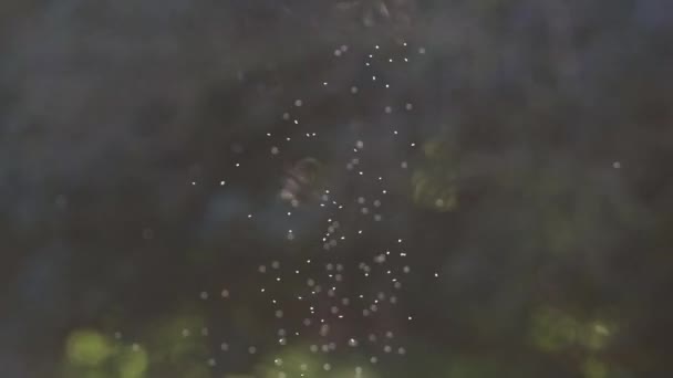 Повітрі Літає Купа Маленьких Мошок Середній Постріл — стокове відео