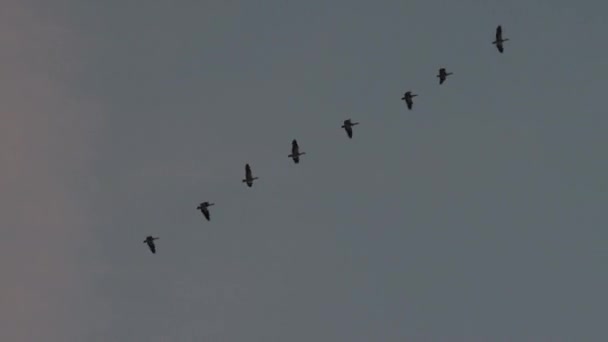 Flock Birds Flying Gray Sky Mid Shot — Vídeos de Stock