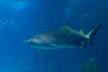 A shark swims in a blue aquarium in the oceanarium. Mid shot