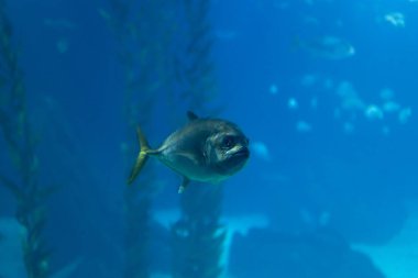 A fish that has broken away from a flock in the blue aquarium of the oceanarium. Mid shot