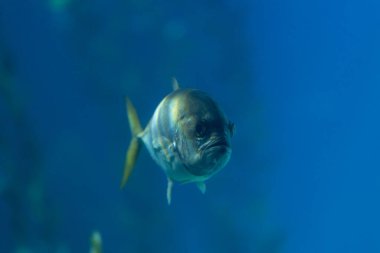 Small fish in a large blue aquarium in the oceanarium. Mid shot