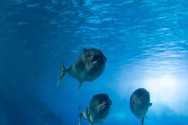 Flock of three small fishes in a blue large aquarium. Mid shot