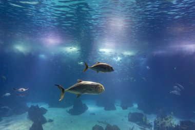 Fish and other marine inhabitants swim in a large aquarium. Mid shot