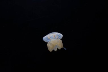 Small lonely jellyfish on a black background. Mid shot