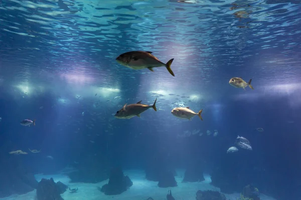 Small fishes swim in a huge aquarium. Mid shot