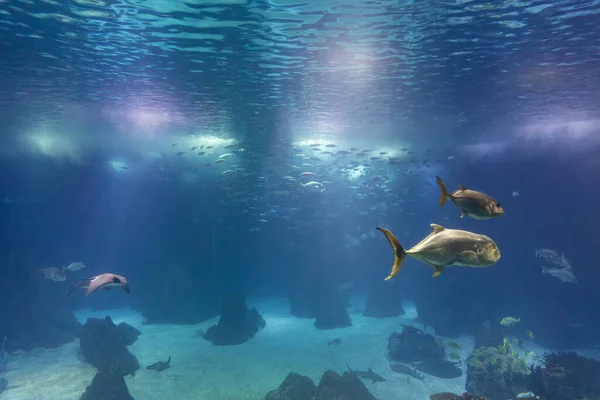 Fish and other sea creatures swim in a large aquarium. Mid shot