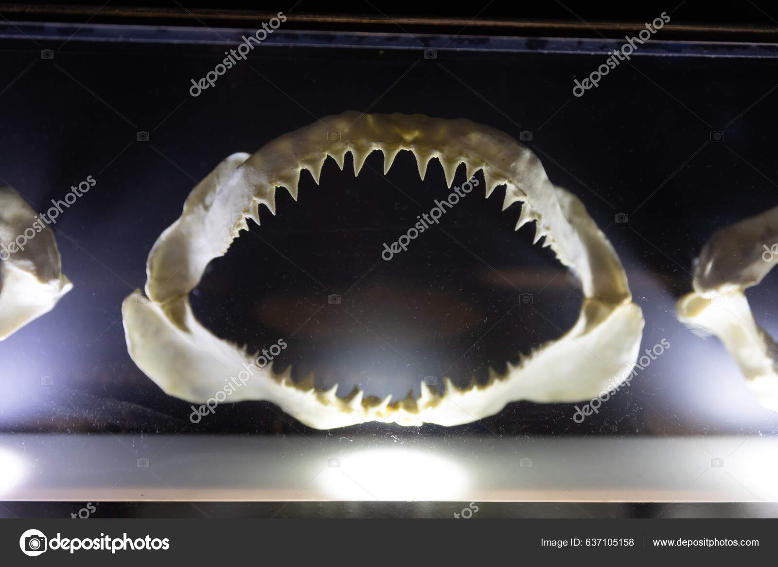 En størrelses sammenligning av noen av de største utdødde marine rovdyrene  vi kjenner til (Kredit til @Evoincarnate) : r/Naturewasmetal, image size:1600x1167