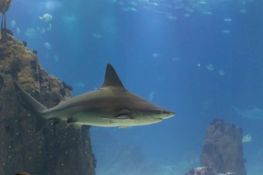 A lonely shark swims in big aquarium in the oceanarium. Mid shot
