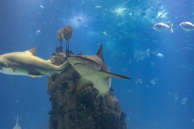 Two grey galapagos sharks in big aquarium of lisbon oceanarium. Mid shot