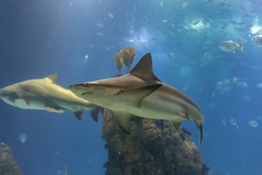 Two grey sharks in big aquarium of lisbon oceanarium. Mid shot