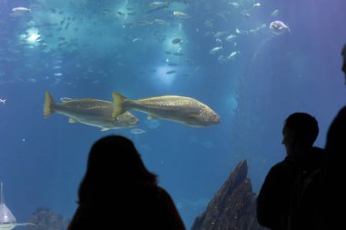 Black silhouettes of visitors to the oceanarium look at the fish behind the glass of the aquarium. Mid shot