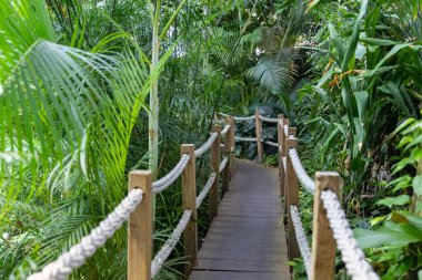 A bridge with a rope railing in a tropical forest. Mid shot