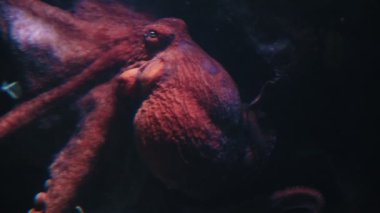 Large beautiful octopus behind the glass of the aquarium. Mid shot