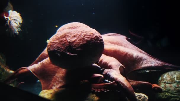Large Splendid Octopus Glass Aquarium Mid Shot — Vídeo de Stock