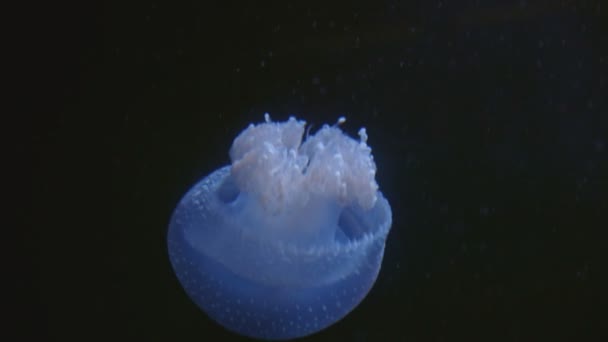 Small Blue Jellyfish Floating Black Background Mid Shot — ストック動画