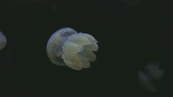 Small Golden Jellyfish Floating Aquarium Black Background Mid Shot — 图库视频影像