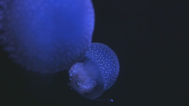 Small Jellyfish Floating Aquarium Black Background Mid Shot — Vídeo de stock
