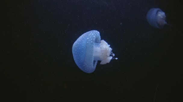 Small Jellyfish Gradually Floating Aquarium Black Background Mid Shot — Vídeos de Stock