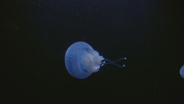 Small Blue Jellyfish Black Background Mid Shot — Vídeo de stock