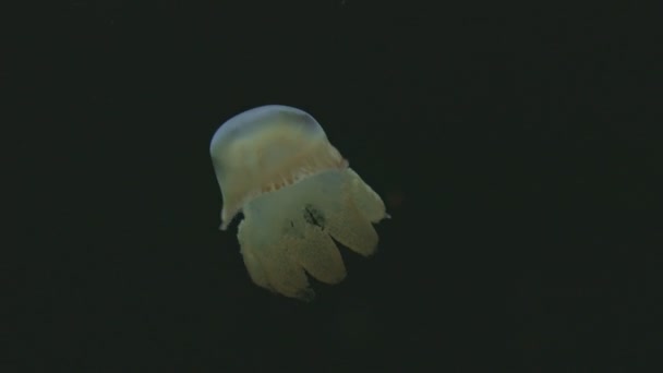 Small Golden Jellyfish Floating Black Background Mid Shot — 图库视频影像