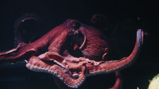 Big Splendid Octopus Floats Black Background Mid Shot — Stock video