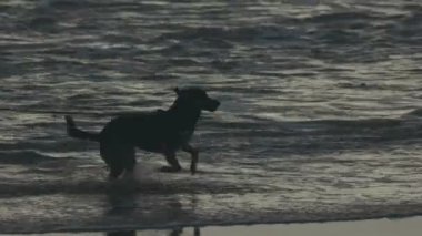 A dog on a leash playing on the seashore. Mid shot