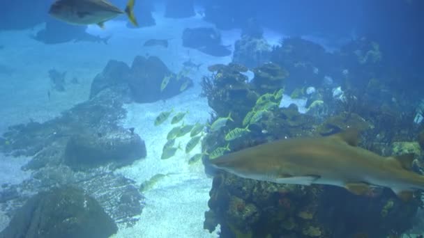 Sharks Fish Swim Huge Aquarium Mid Shot — Vídeo de Stock