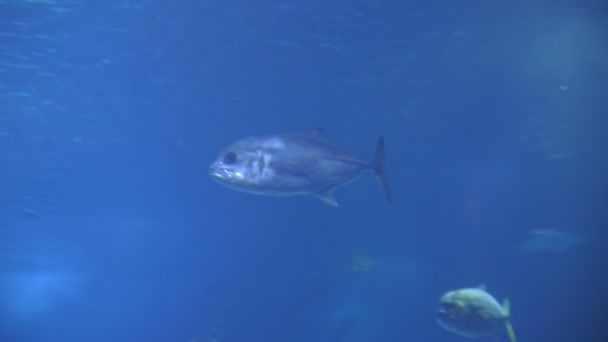 Zilveren Caranx Vissen Zwemmen Een Blauw Aquarium Tussenschot — Stockvideo