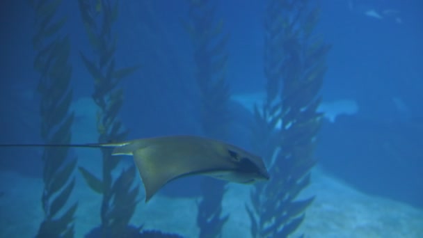 Een Pijlstaartrog Drijvend Een Enorm Blauw Aquarium Tussenschot — Stockvideo