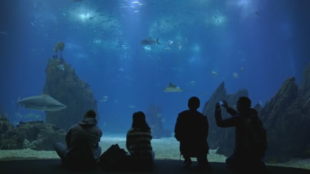 Black Silhouettes Visitors Oceanarium Look Fish Glass Aquarium Mid Shot — 图库视频影像