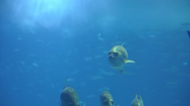 Silvery Fish Swim Large Blue Aquarium Mid Shot — Vídeo de Stock