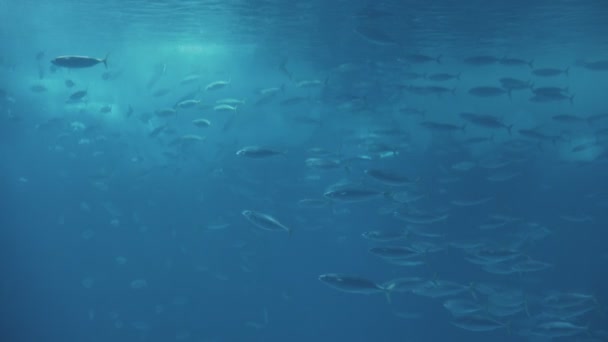 Flocks Small Silver Fish Large Aquarium Mid Shot — Vídeo de Stock