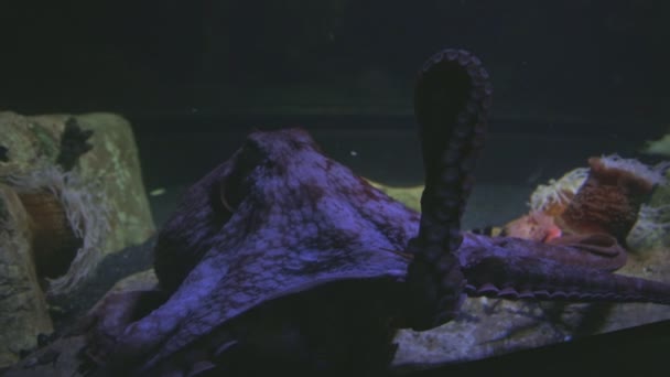 Large Red Octopus Aquarium Glass Mid Shot — 图库视频影像