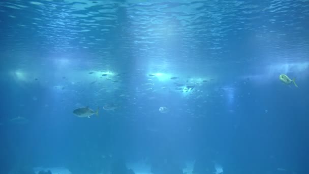 Flocks Small Silver Fish Large Aquarium Glass Mid Shot — Stok video