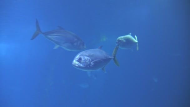 Malé Stříbrné Rybky Velkém Akváriu Střední Snímek — Stock video