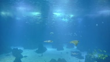 Flocks of small silver fish and stingrays floating in a large aquarium. Mid shot