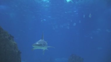 A galapagos shark swims in big aquarium in the oceanarium. Mid shot