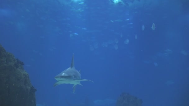 Galapagos Shark Swims Big Aquarium Oceanarium Mid Shot — 图库视频影像