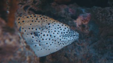 Spotted white and black moray eel in the aquarium of lisbon oceanarium. Mid shot