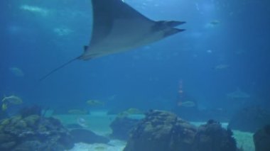 A stingray floating in large blue aquarium. Mid shot