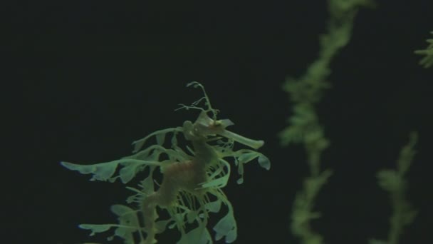 Πράσινος Θαλάσσιος Δράκος Στο Ενυδρείο Μεσαίο Πλάνο — Αρχείο Βίντεο