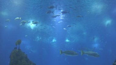 Large schools of fish swim in a huge aquarium. Mid shot