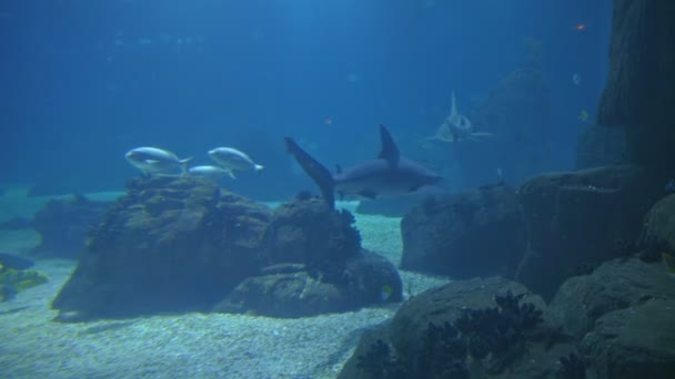 Haaien Vissen Zwemmen Een Groot Aquarium Tussenschot — Stockvideo