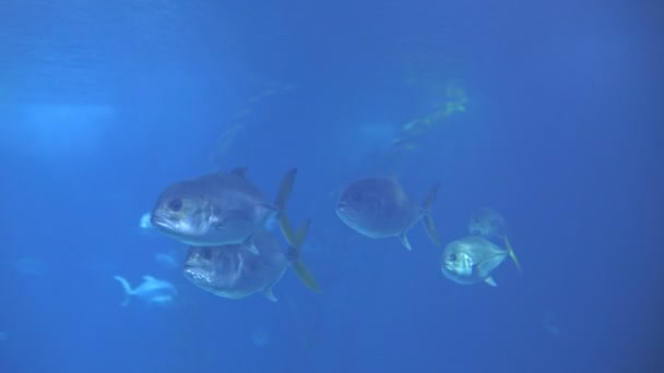 Small School Silvery Fish Swims Aquarium Mid Shot — Vídeo de Stock